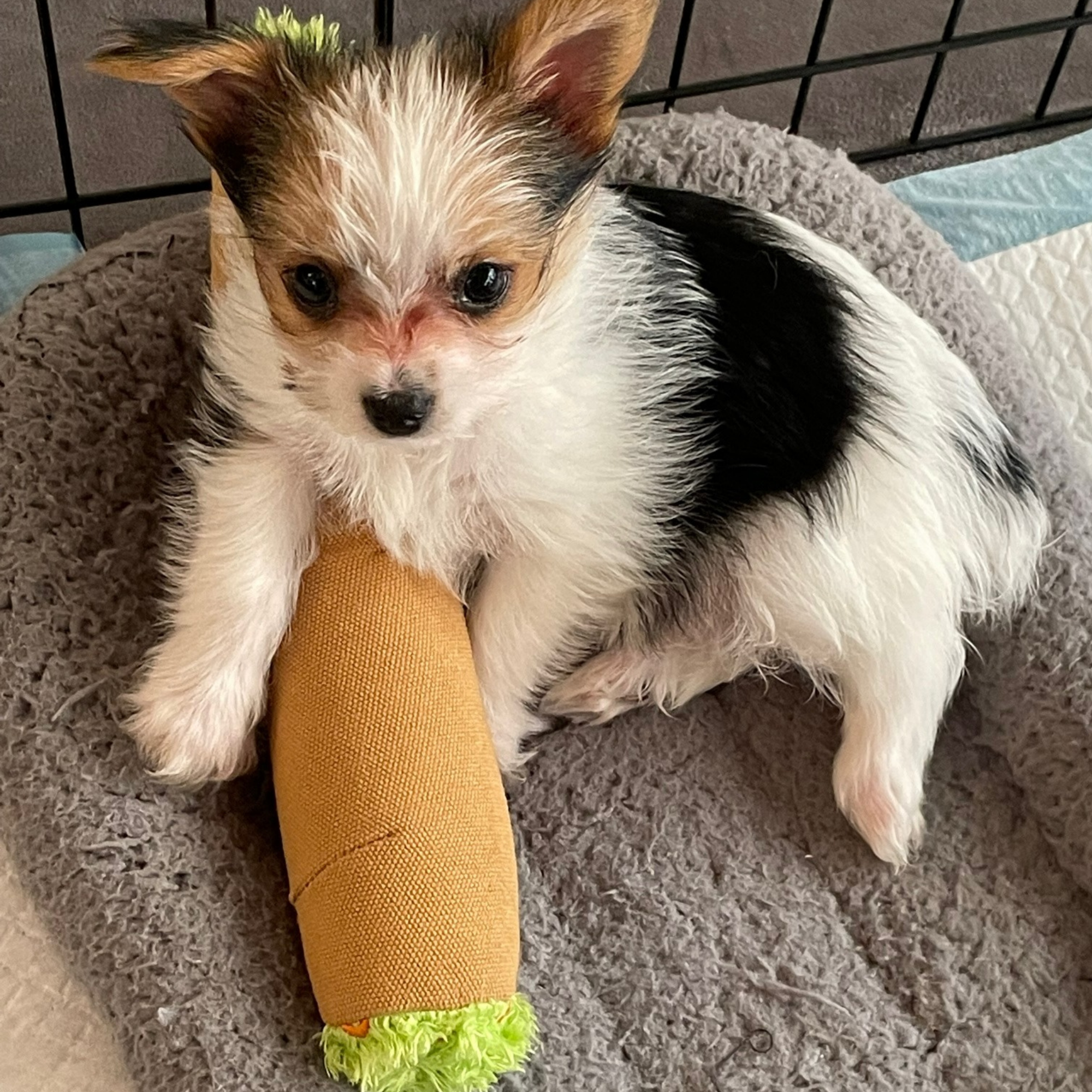 B the Blunt - Squeaky Parody Dog Toy - 10"